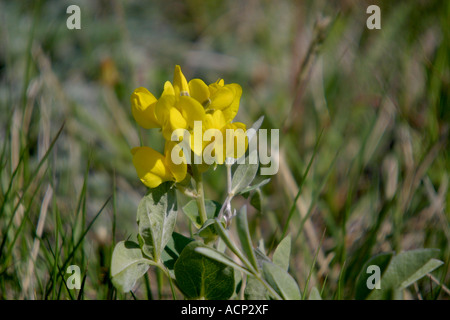 Buffalo bean, golden bean, thermopsis rhombifolia Stock Photo