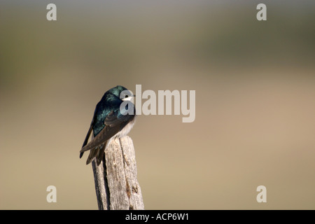 Birds of North America, tree swallow, tachycineta bicolor; sitting on a fence post Stock Photo