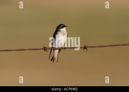 Birds of North America, tree swallow, tachycineta bicolor;  sitting on a barbed wire fence Stock Photo