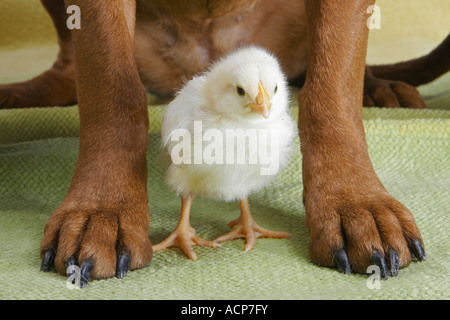 animal friendship : chick between dog's paws Stock Photo