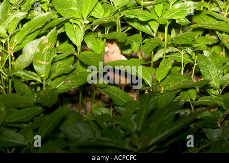 Long tailed fieldmouse climbing the stalk of a dogs mercury plant in order to nibble the shoots Stock Photo