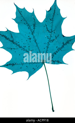 Blue colored Maple leaf against a plai white background simple design Stock Photo