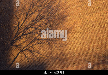Tree shadow on a brick wall late afternood sun abstract Stock Photo