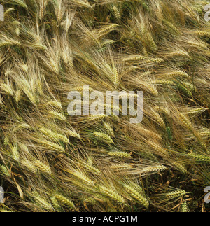 Ripening ears of a six row barley crop Stock Photo