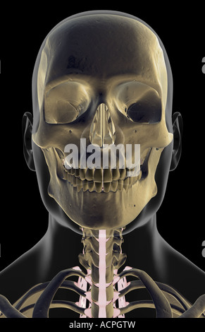 The ligaments of the head and face Stock Photo - Alamy