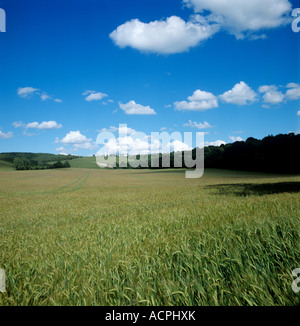 Large field of barley with green ears on a fine summer day in the Berkshire downs Stock Photo