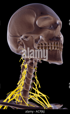 The nerves of the neck Stock Photo