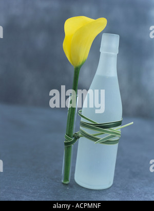Yellow Calla in bottle Stock Photo