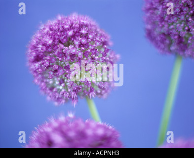 Allium Giganteum Stock Photo