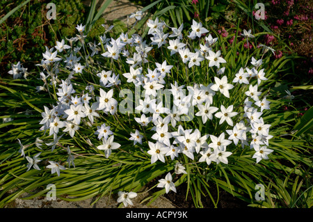 Ipheion uniflorum a rock plant with pale blue star shaped flowers in spring Stock Photo