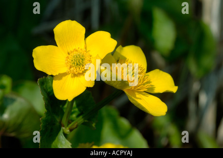 Kingcup or marsh marigold Caltha palustris flowers in spring Stock Photo