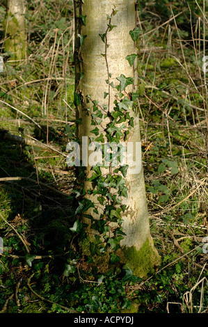 Ivy Hedera helix beginning to grow climb on the trunk of an ash tree Stock Photo