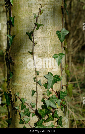 Ivy Hedera helix beginning to grow climb on the trunk of an ash tree Stock Photo