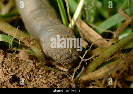 Leatherjacket Tipula spp feeding on the roots of mature lawn grass Stock Photo