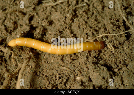 Wireworm Agriotes sp a click beetle larva Stock Photo