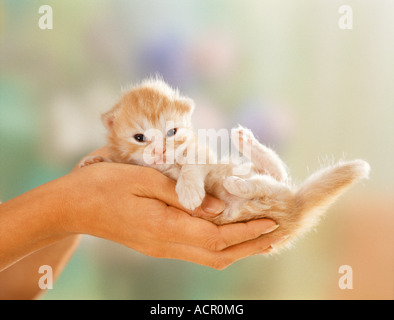 kitten - lying on hand Stock Photo