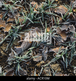 Young seedling barley plants with fallen autumn leaves on a frosty morning Stock Photo