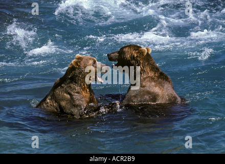 Territorial Fight Alaskan Brown Bears Grizzly McNeil River Alaska Stock Photo