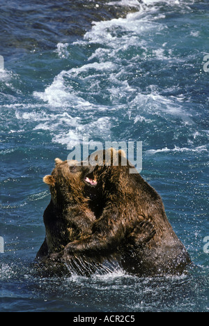 Territorial Fight Alaskan Brown Bears Grizzly McNeil River Alaska Stock Photo