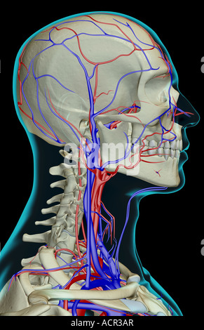 The blood supply of the head neck and face Stock Photo - Alamy