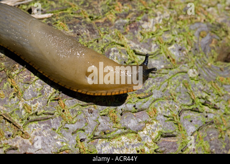 Orange variety of the large black slug Arion ater agg crawling on log Cotswolds UK Stock Photo