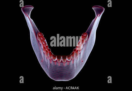 The jaw bone Stock Photo - Alamy