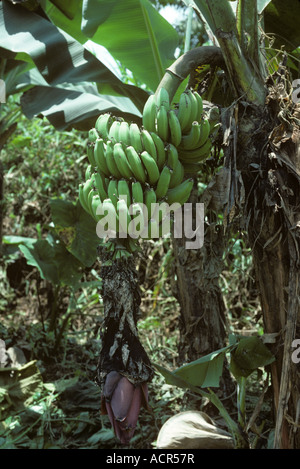 Banana tree infected with black leaf streak disease Mycosphaerella fijiensis Colombia Stock Photo