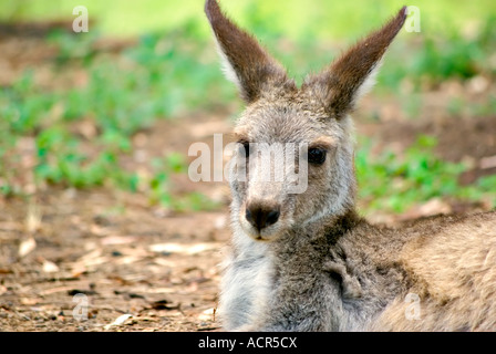 an eastern grey kangaroo sitting down and having a rest Stock Photo