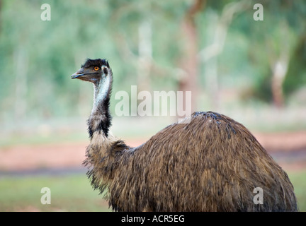 image of an Australian flightless emu in a natural setting (dromaius navaeholandiae) Stock Photo