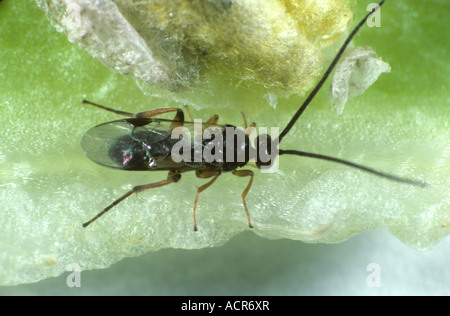 Braconid wasp Cotesia glomerata newly hatched adult parasite of cabbage white butterfly Stock Photo