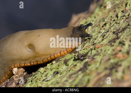 Orange variety of the large black slug Arion ater agg crawling on log Cotswolds UK Stock Photo