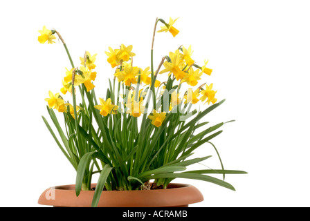 daffodils Narzissen Stock Photo