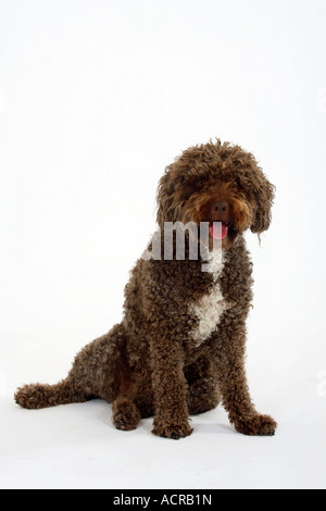 Perro de Agua Espanol Spanish Water Dog Stock Photo