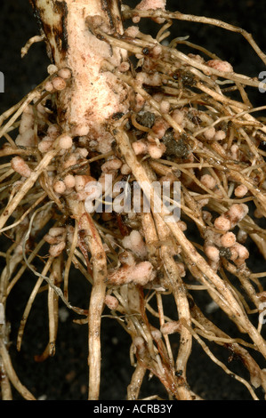 Rhizobium root nodules on the roots of a broad or field bean for nitrogen fixation Stock Photo