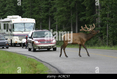 An Elk causing traffic problems crossing the road in Banff National Park Alberta Canada Stock Photo