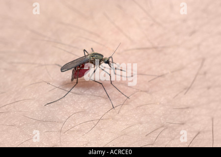 A mosquito sucking blood on human skin Stock Photo