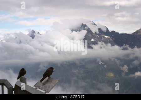 Birds perching before a background of snow capped mountains seen from Schilthorn Jungfrau region Bernese Oberland Swiss Alps Stock Photo