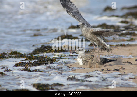 Juvenile Lesser Black Backed Gull Larus fuscus at the edge of the tide Stock Photo