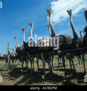 Several ostriches behind high wire fence on farm in Devon Stock Photo