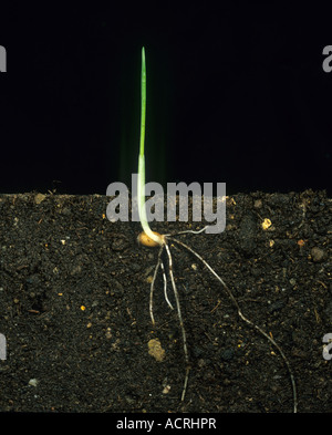 Wheat seedling with emerging first leaf in coleoptine and developing root system Stock Photo