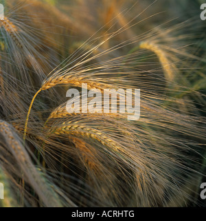 Ripening 2 row barley ears in golden evening light Stock Photo