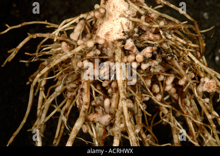 Rhizobium root nodules on the roots of a broad or field bean for nitrogen fixation Stock Photo