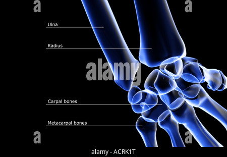 The bones of the wrist Stock Photo