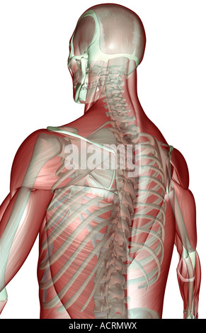 The musculoskeleton of the upper body Stock Photo