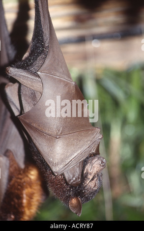 A Malayan Flying Fox - Fragile Forest section in the Singapore Zoo. Stock Photo