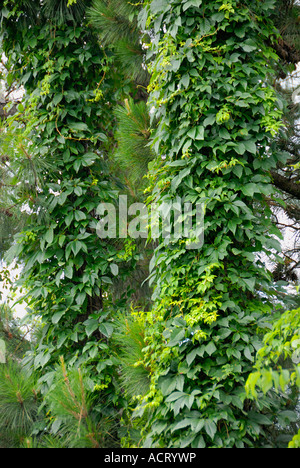 Kudzu vines covering pine tree trunks Stock Photo