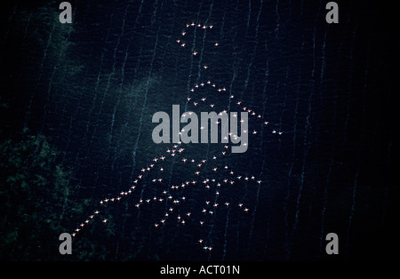 Aerial view of flock of flamingos flying in formation over a large lake Sandwich Bay Namib Desert Namibia Stock Photo