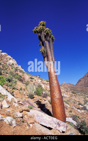 Halfmens Pachypodium namaquanum a desert succulent Near Pootjiespram Richtersveld South Africa Stock Photo