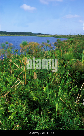 View of Lake Shazibe papyrus reed bed in foreground near Sodwana Bay Stock Photo