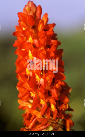 Orchid Disa polygonoides in flower Mkambati Game Reserve Transkei Eastern Cape South Africa Stock Photo